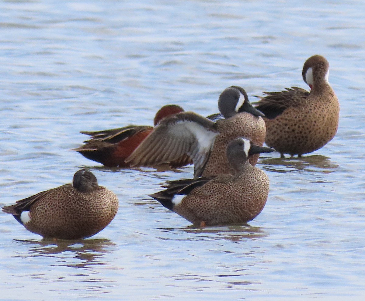 Blue-winged Teal - ML611501416