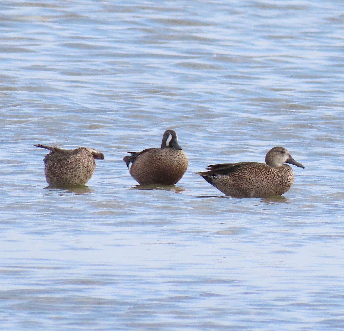 Blue-winged Teal - ML611501435