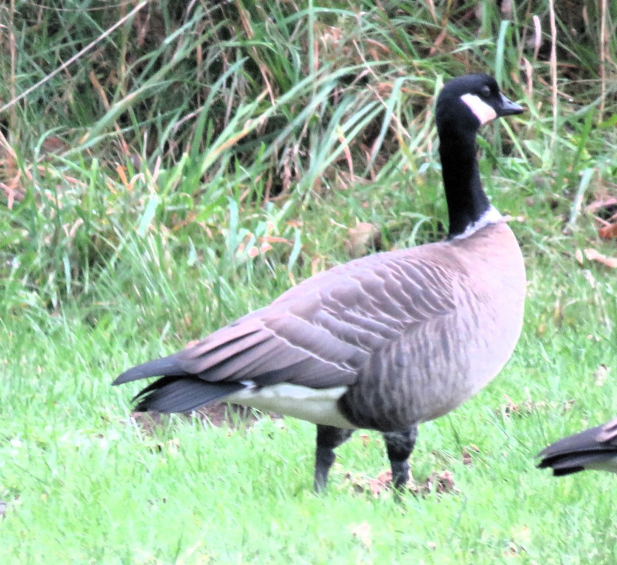 Cackling Goose (Aleutian) - ML611501533