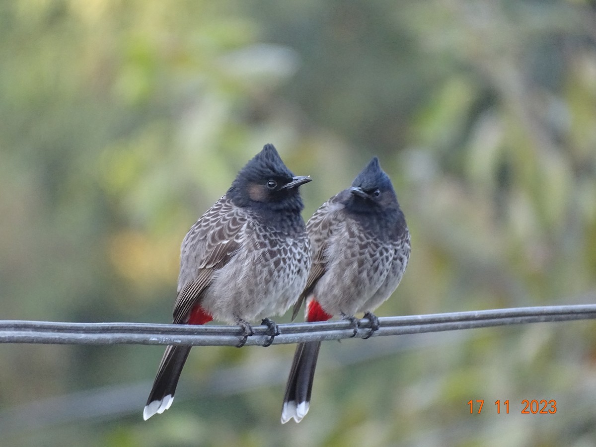 Red-vented Bulbul - ML611502037