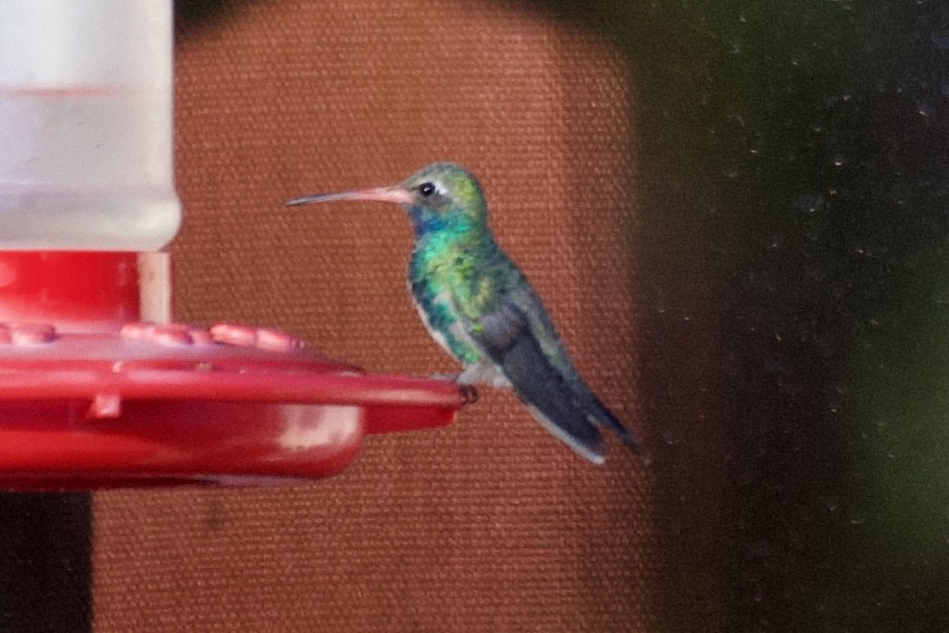 Broad-billed Hummingbird - ML611502420