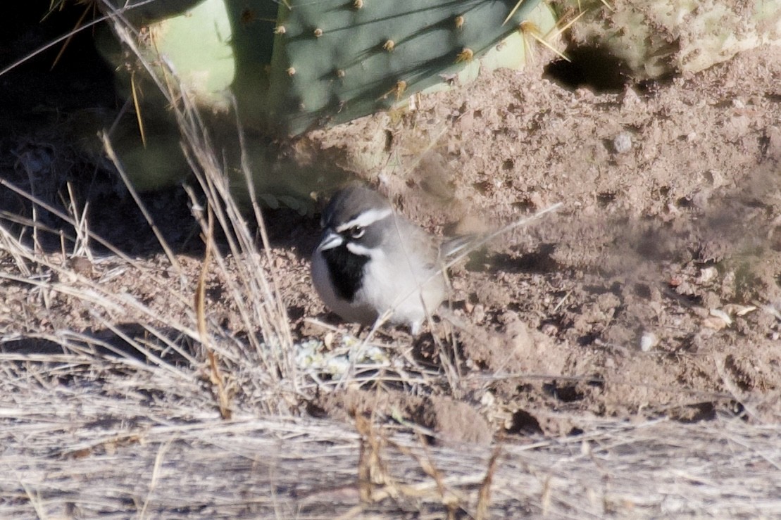 Black-throated Sparrow - Eric Hansen