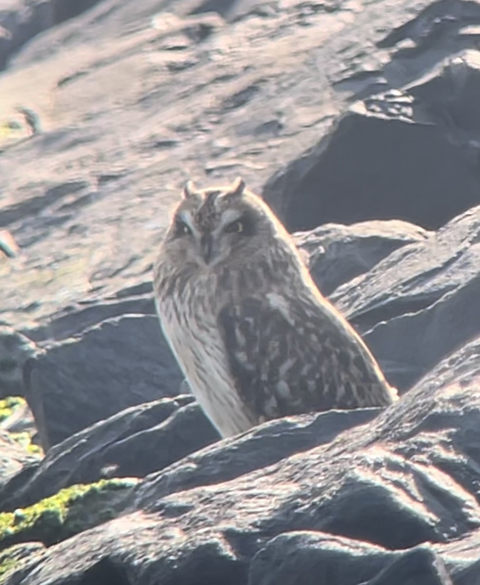 Short-eared Owl - ML611502500