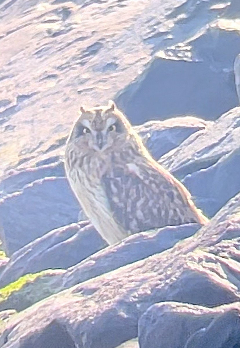 Short-eared Owl - ML611502501