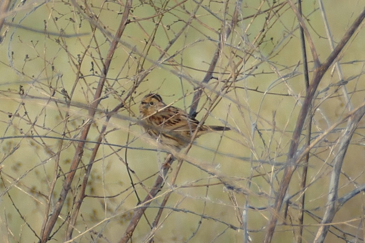 LeConte's Sparrow - Mike Huang