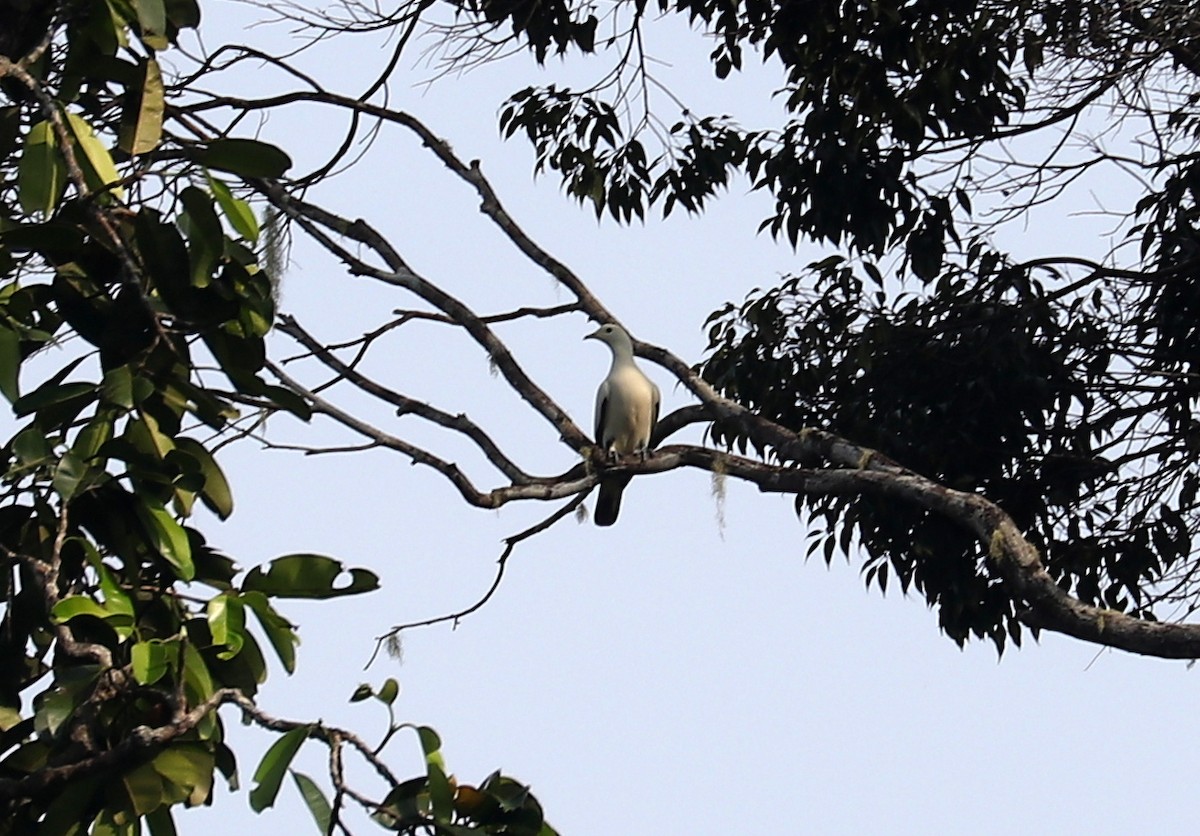 Pied Imperial-Pigeon - ML611502981