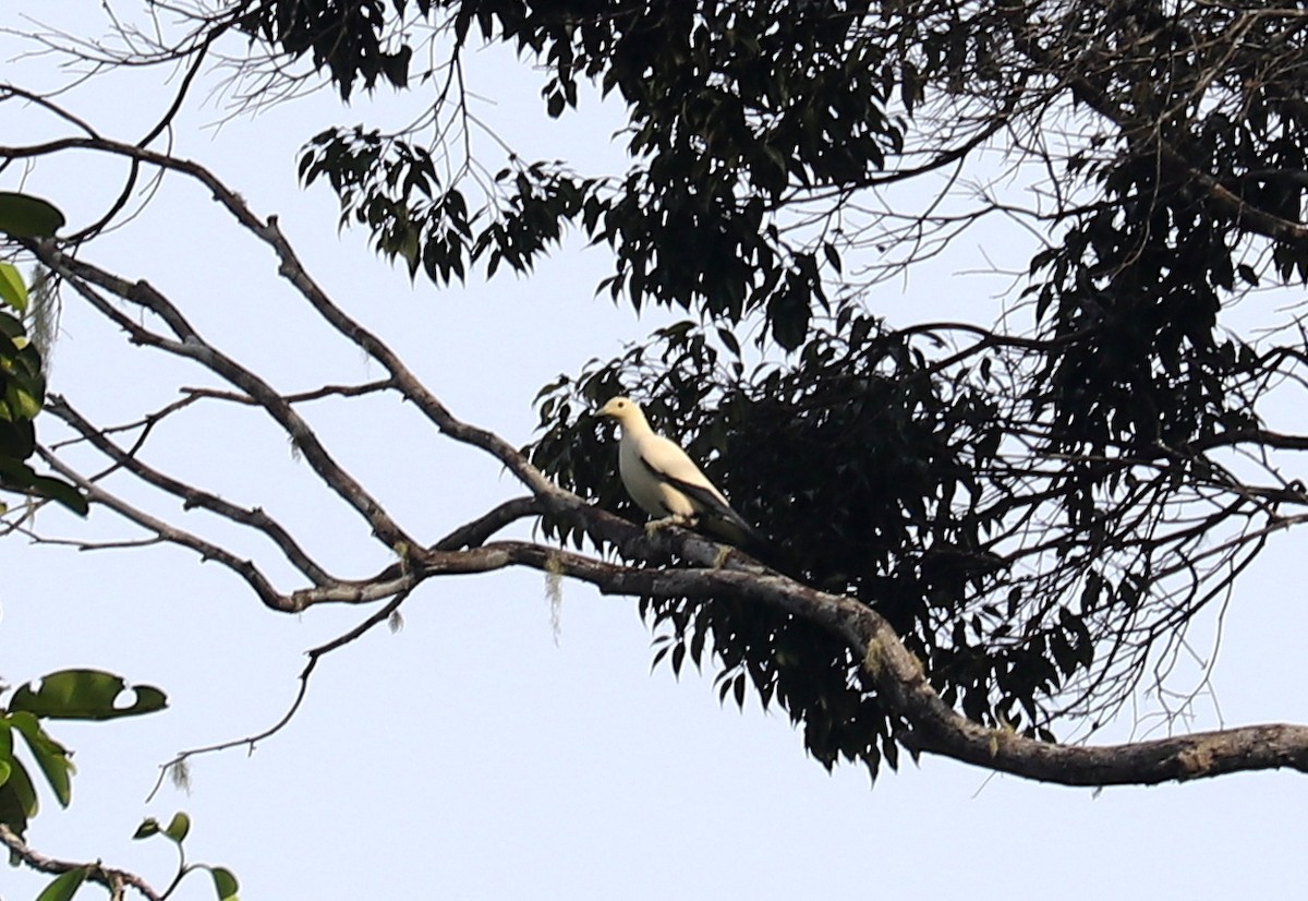 Pied Imperial-Pigeon - ML611503011