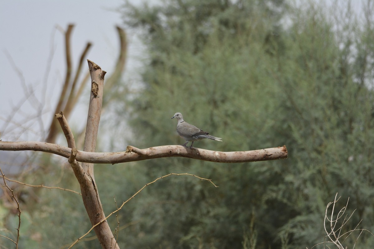 灰斑鳩 - ML611503261