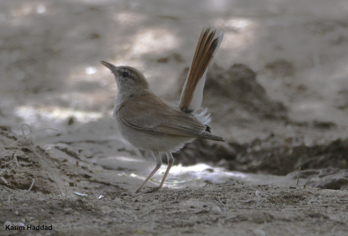 Rufous-tailed Scrub-Robin - ML611503367