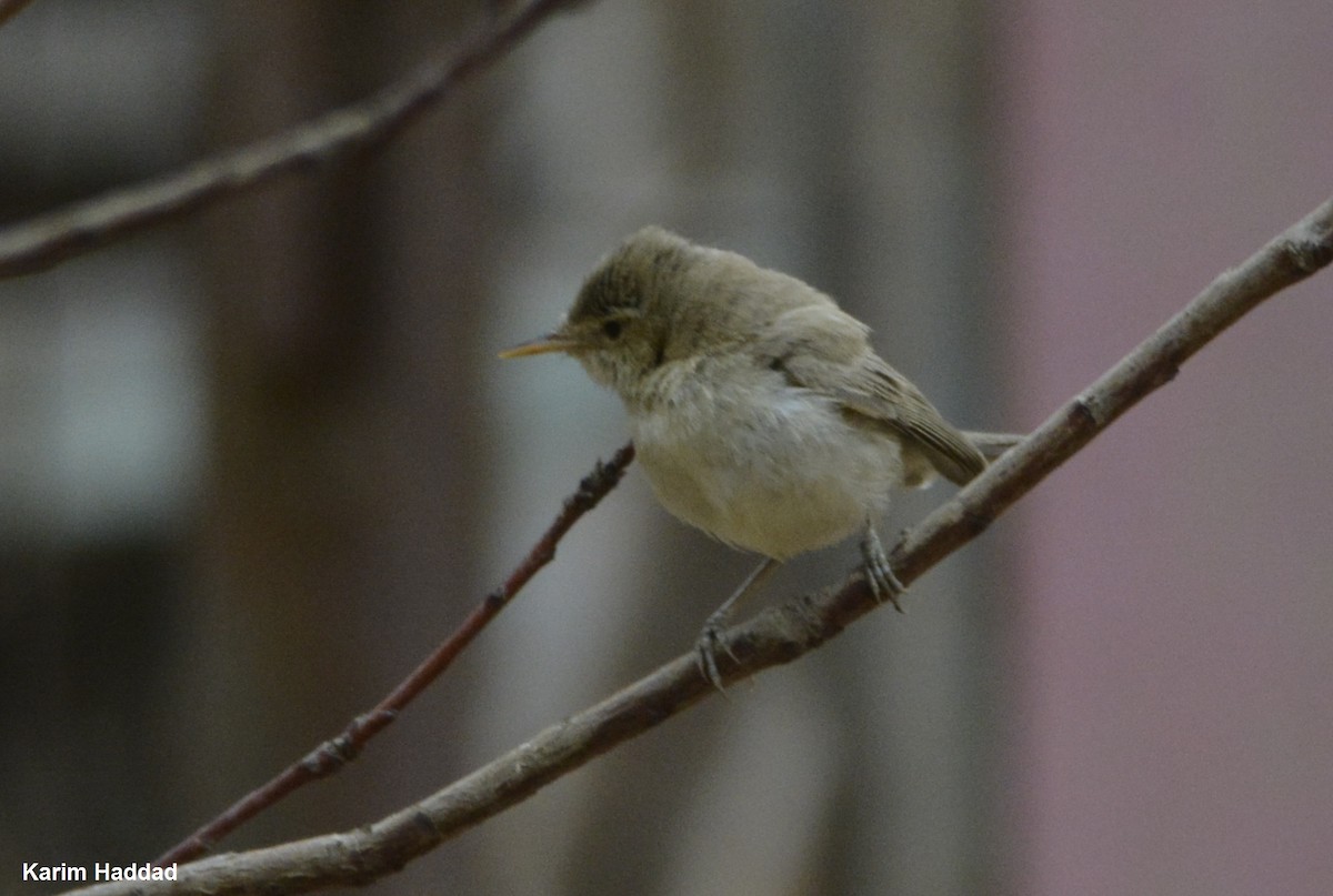 Eastern Olivaceous Warbler - ML611503606