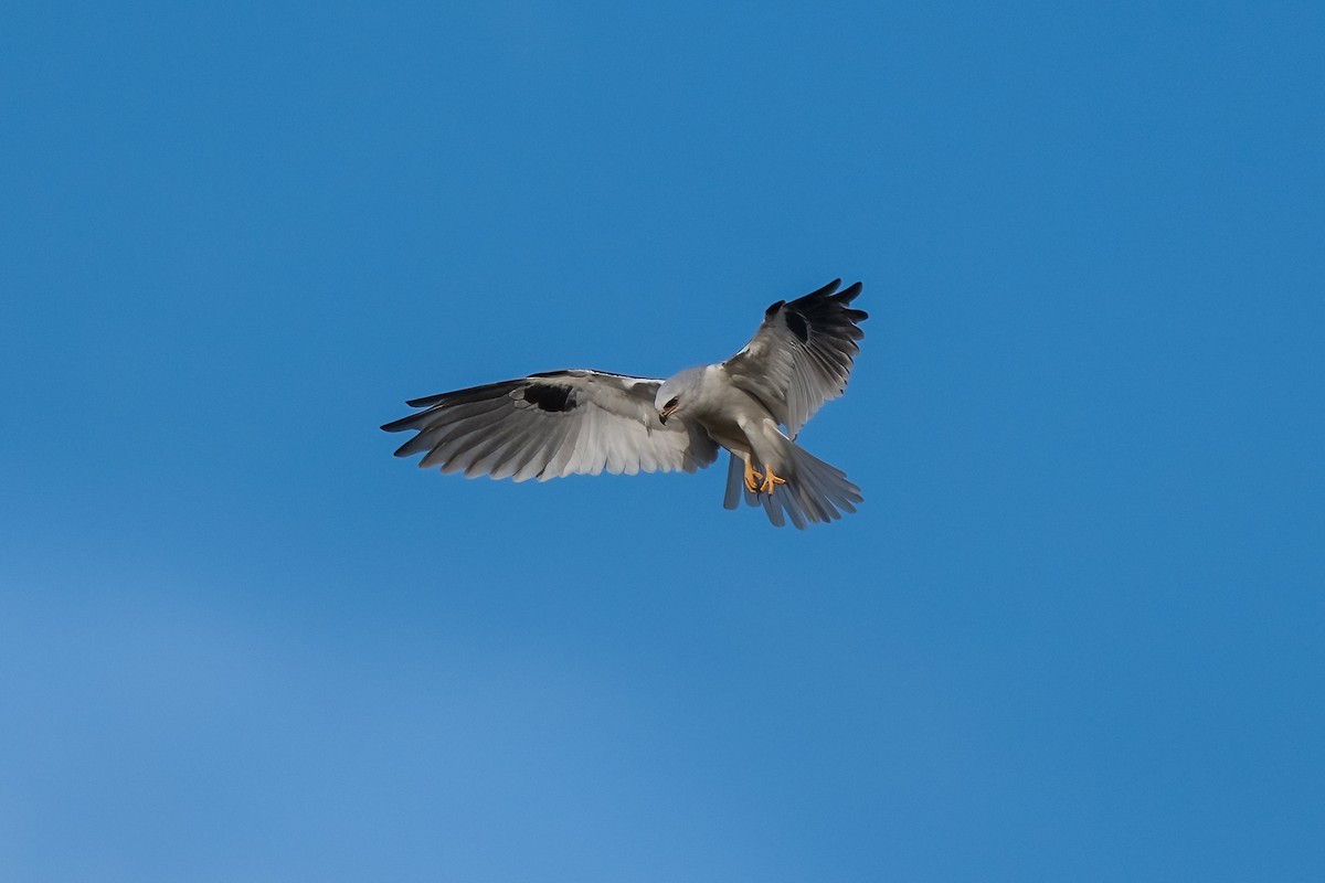 White-tailed Kite - Rhonda Howard