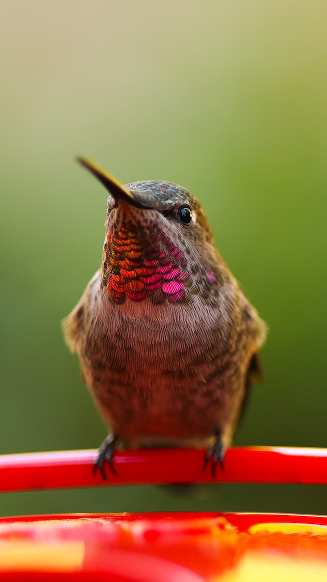 eBird Checklist 24 Nov 2023 8018 NE 145th St, Kenmore USWA 47.