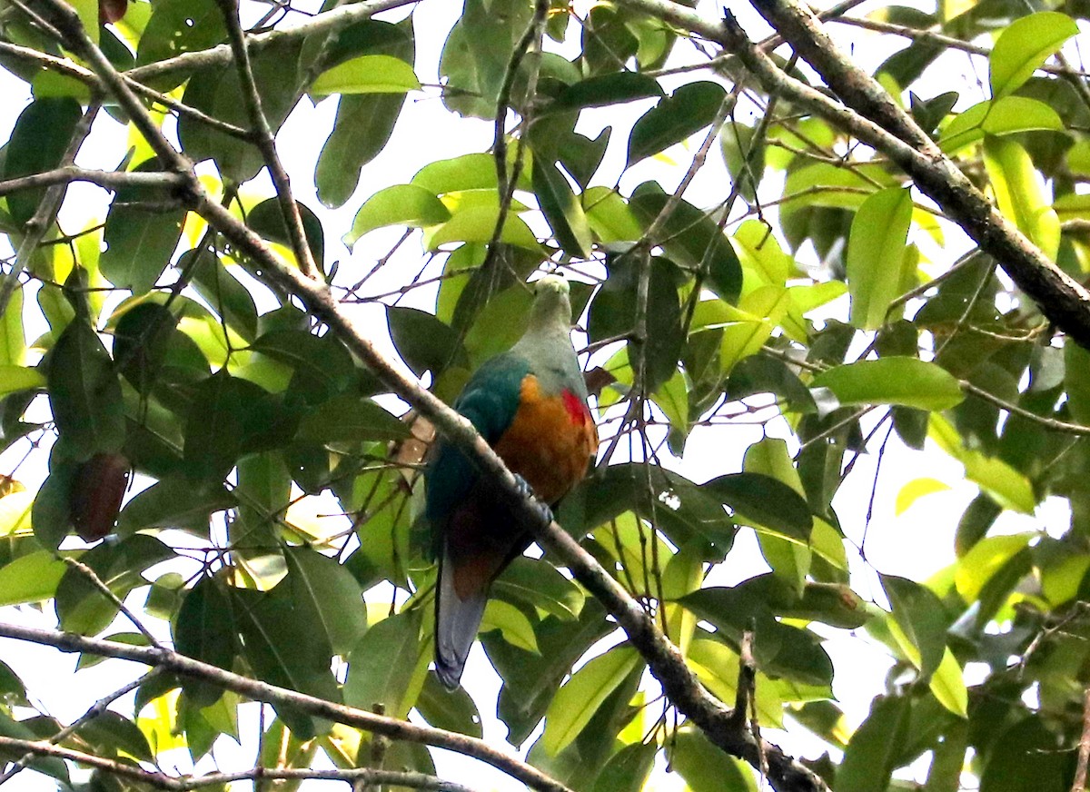 Scarlet-breasted Fruit-Dove - ML611503950