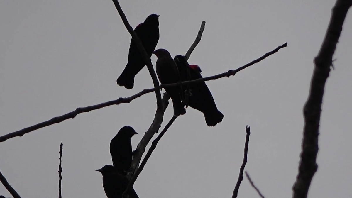 Red-winged Blackbird - ML611504136