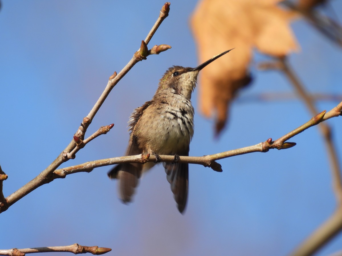 Black-chinned Hummingbird - ML611504166