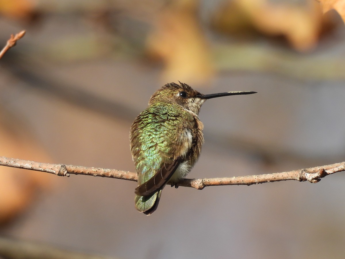 Black-chinned Hummingbird - ML611504185