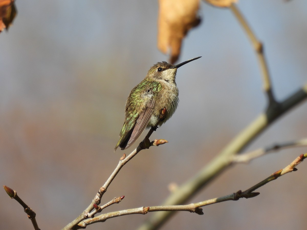 Black-chinned Hummingbird - ML611504192
