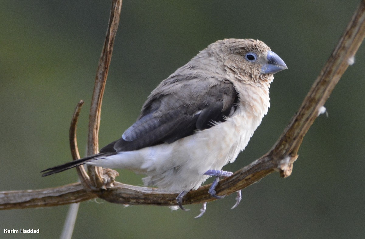 African Silverbill - ML611504281
