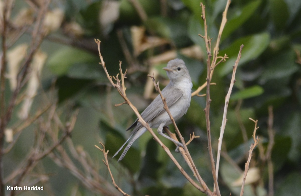 Eastern Olivaceous Warbler - ML611504317