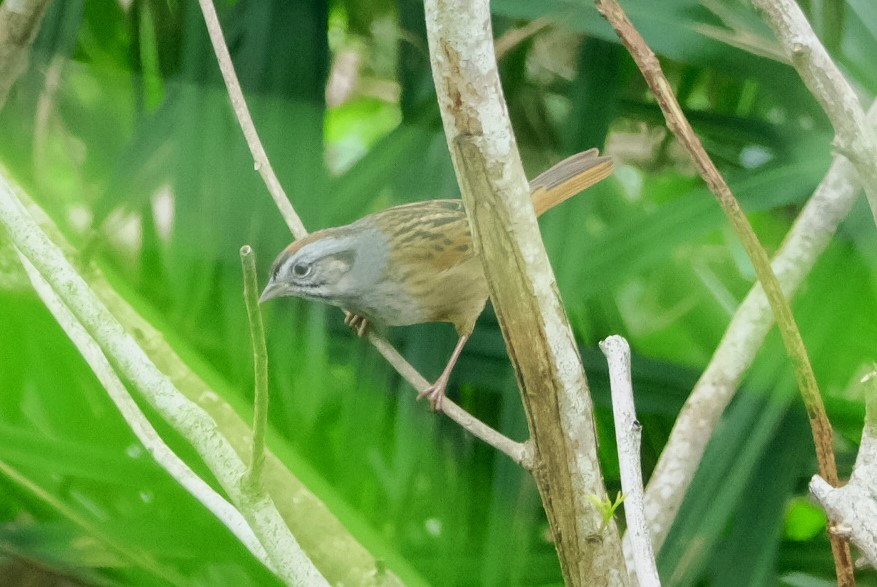 Swamp Sparrow - ML611504363