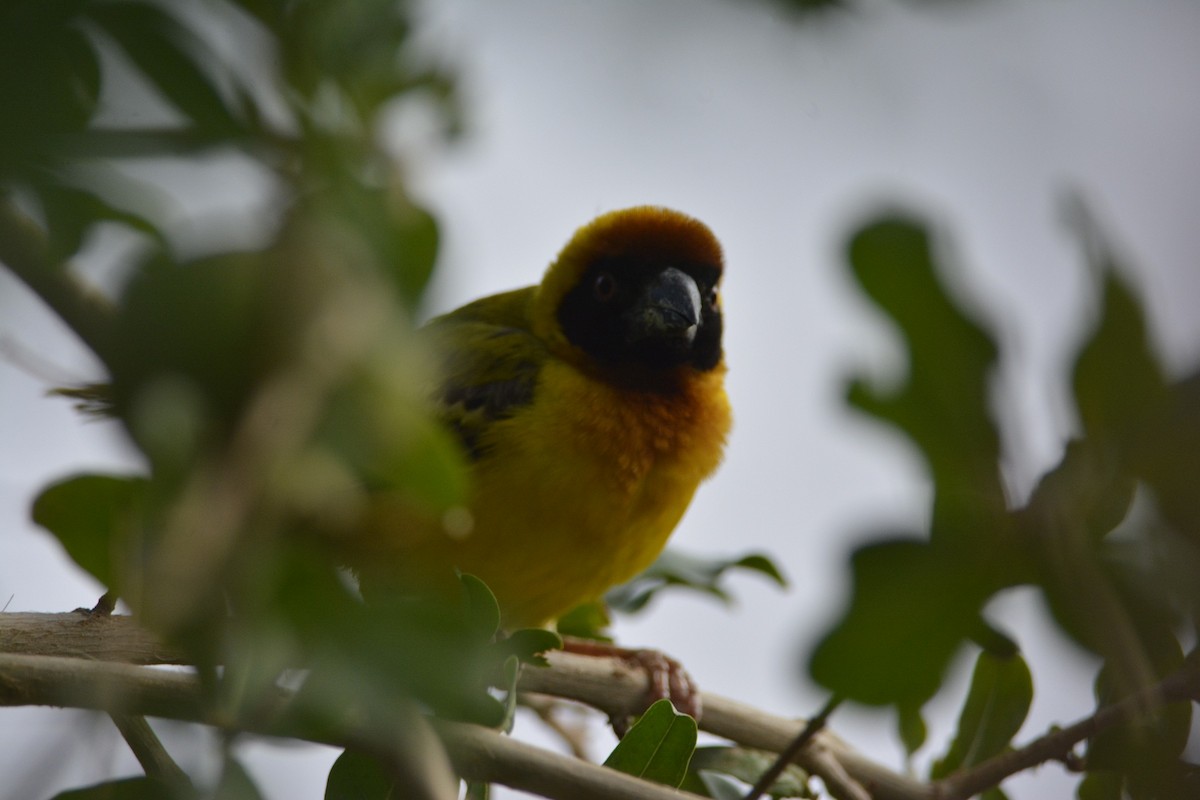 Vitelline Masked-Weaver - ML611504383