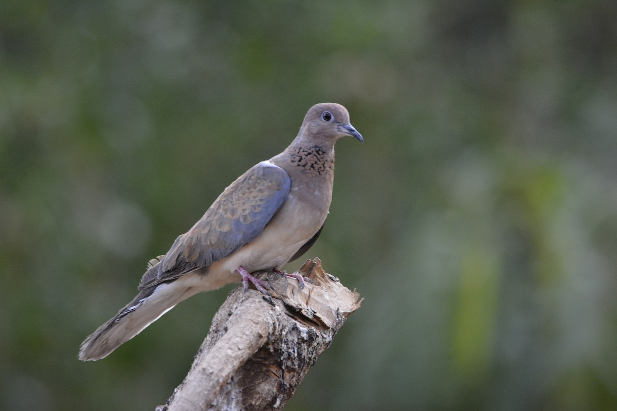 Laughing Dove - ML611504400