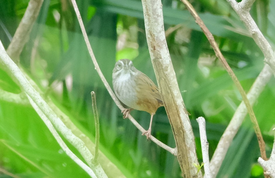 Swamp Sparrow - ML611504412