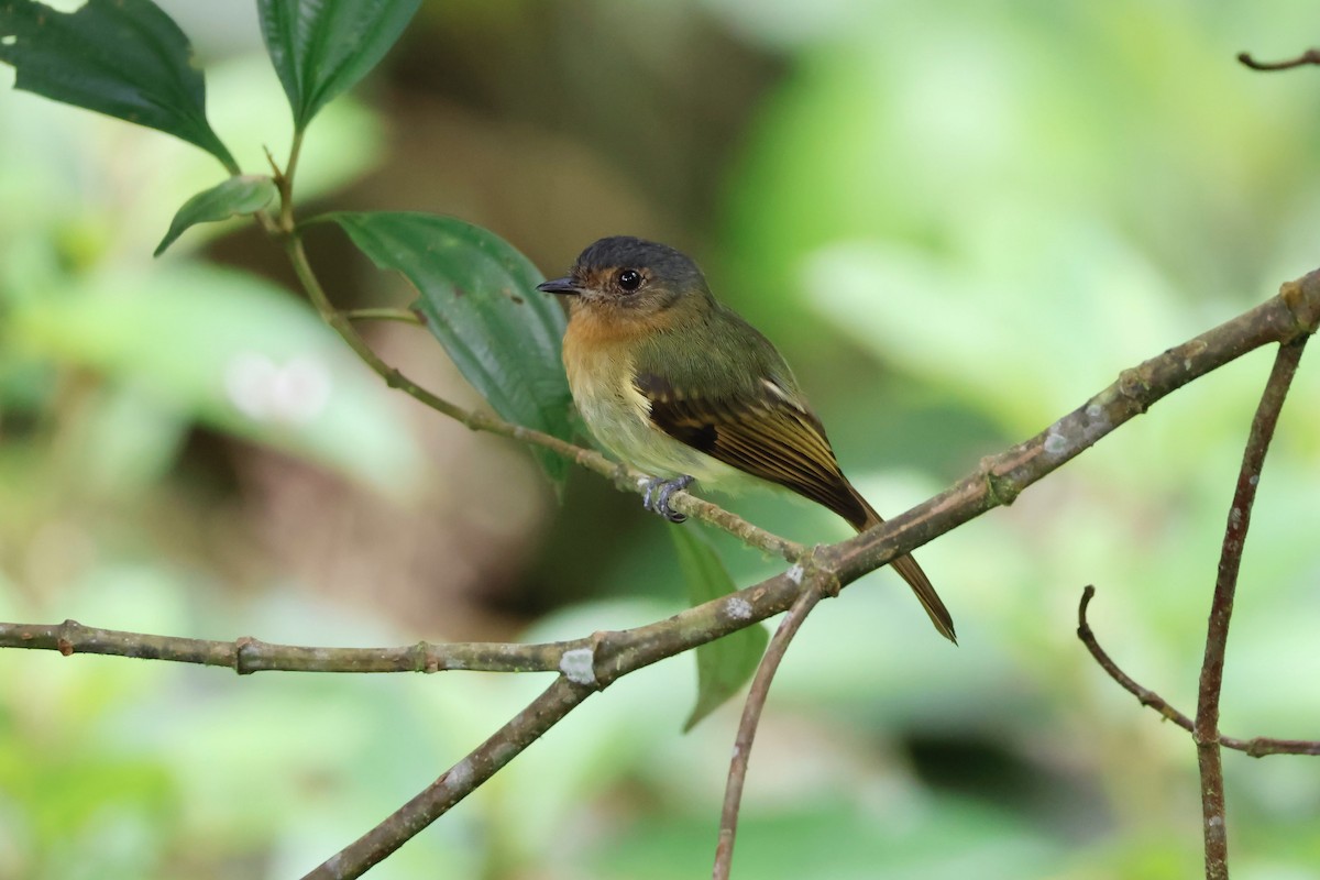 Rufous-breasted Flycatcher - ML611505182