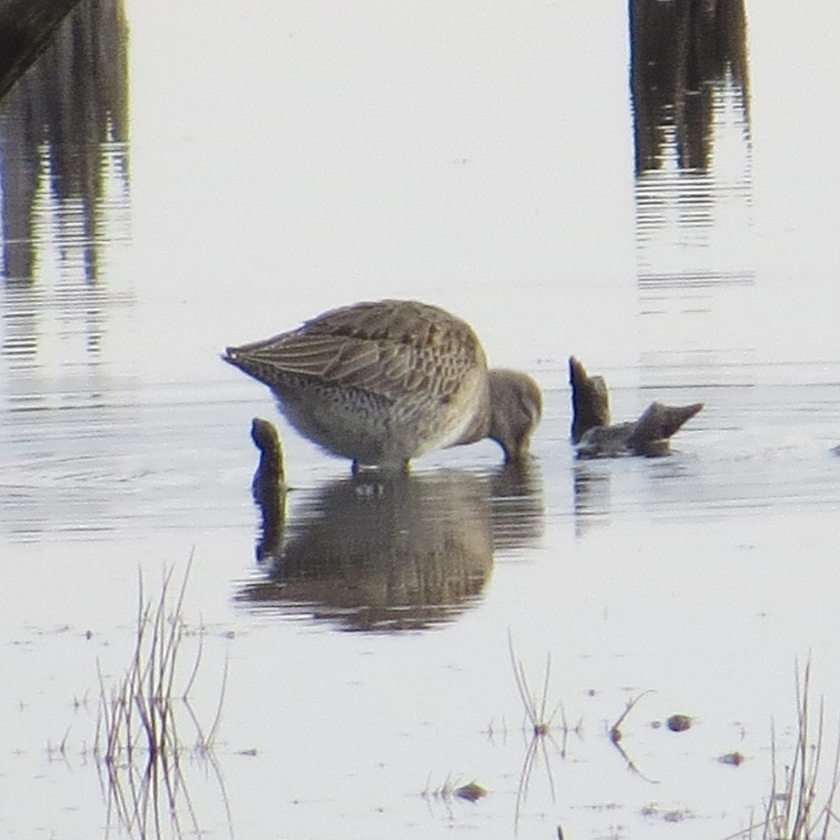 Long-billed Dowitcher - ML611505465
