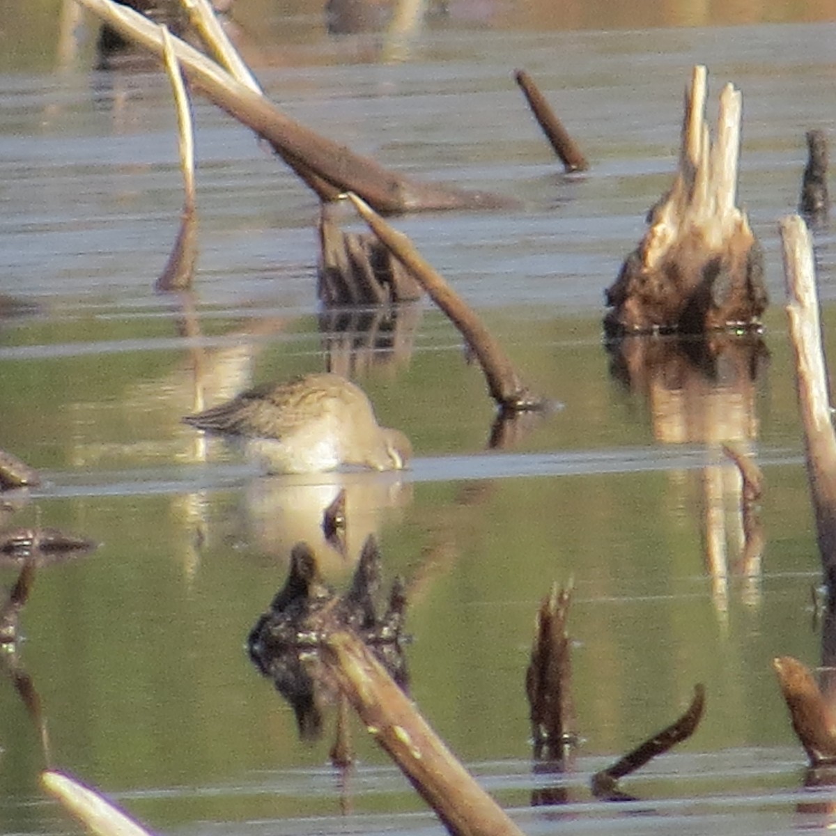 Long-billed Dowitcher - ML611505533