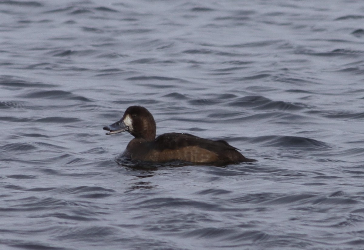 Greater Scaup - Leo & Melissa Bachand