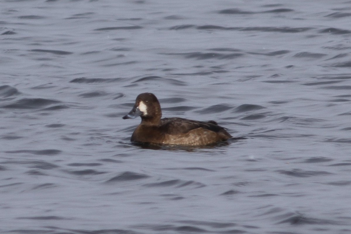 Greater Scaup - ML611505657