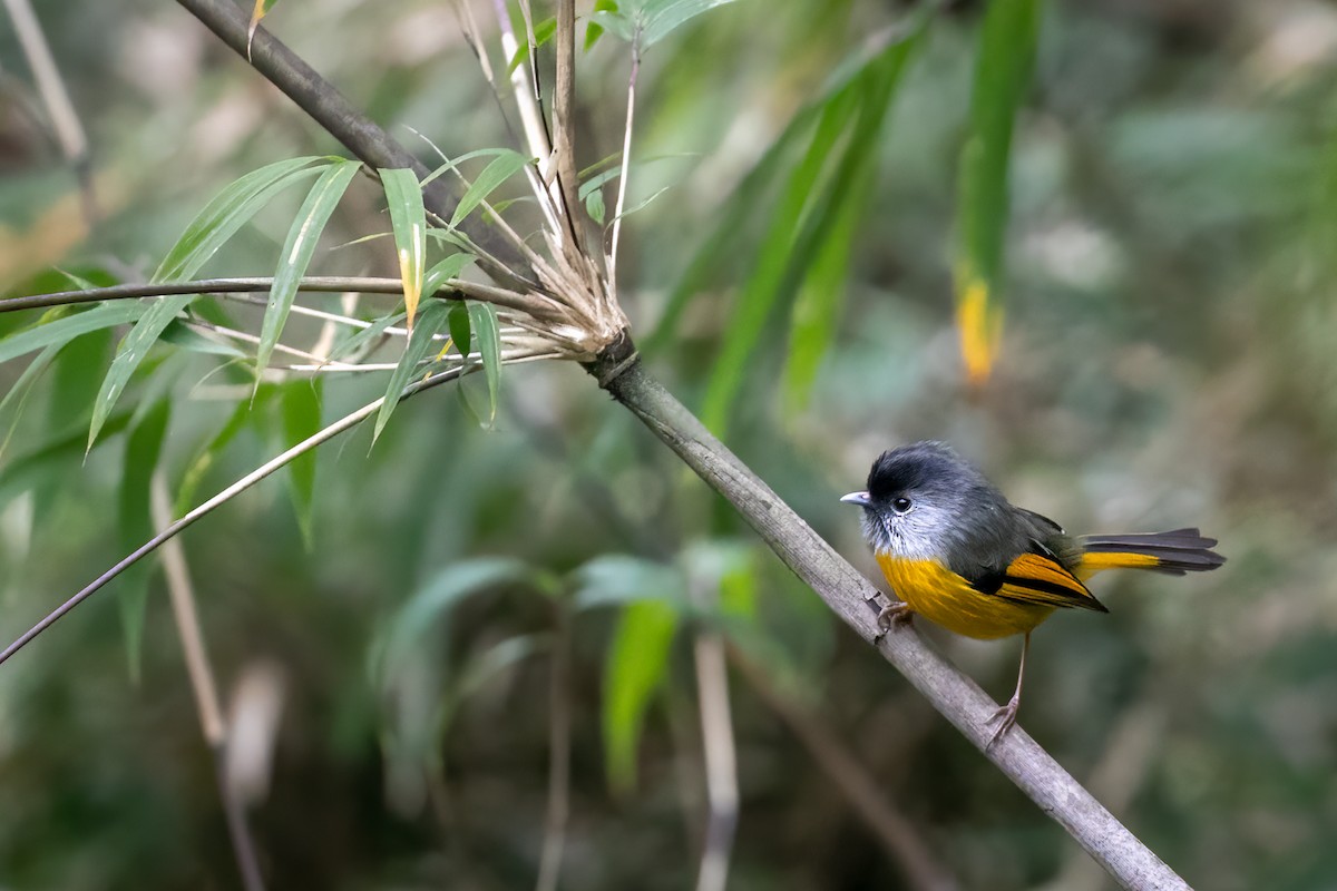 Golden-breasted Fulvetta - Anonymous