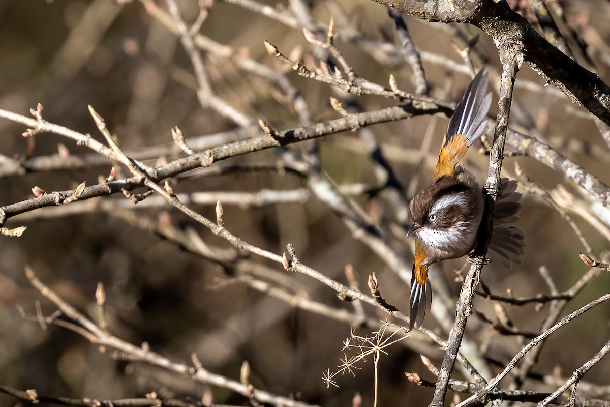 White-browed Fulvetta - Anonymous