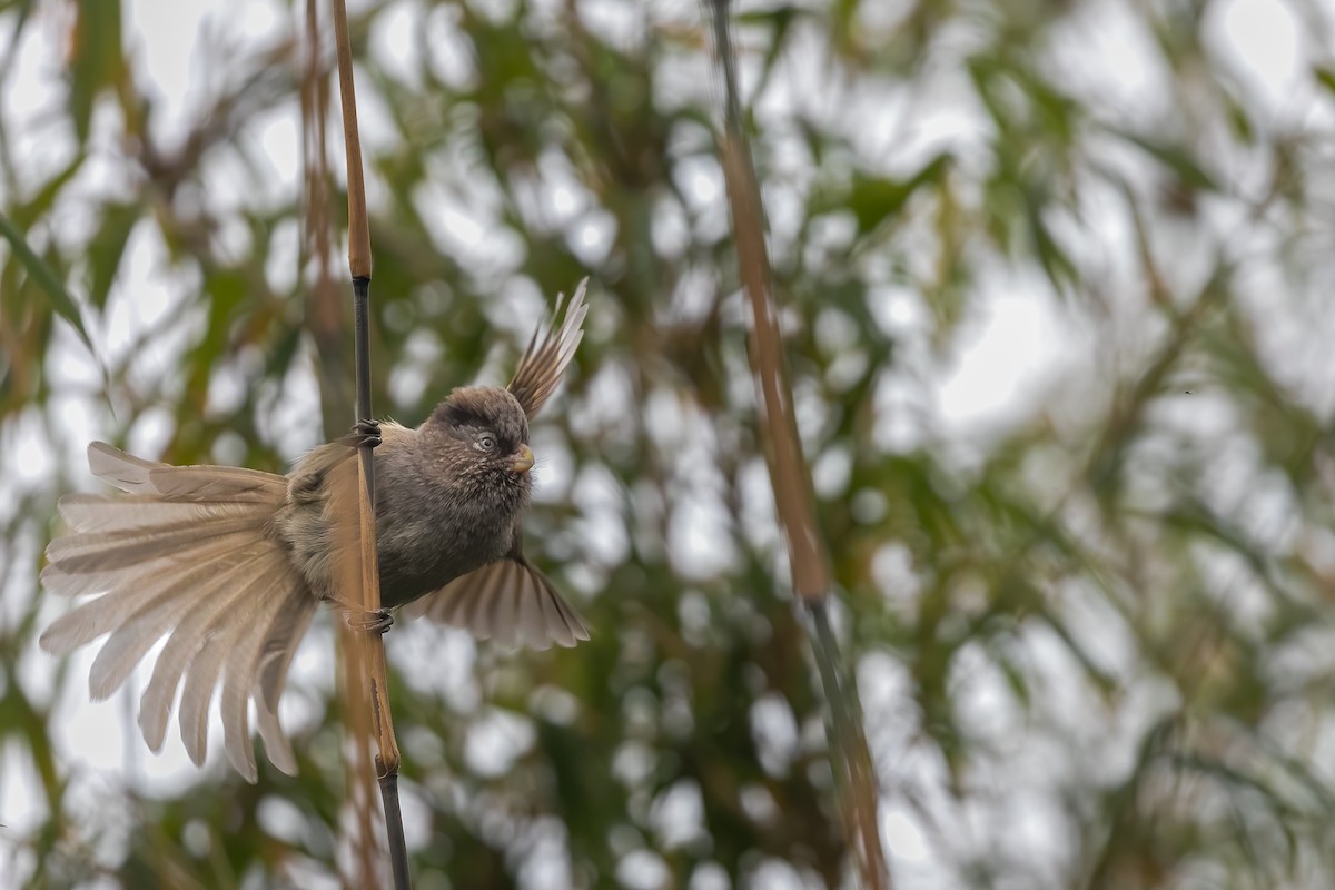 Brown Parrotbill - Anonymous