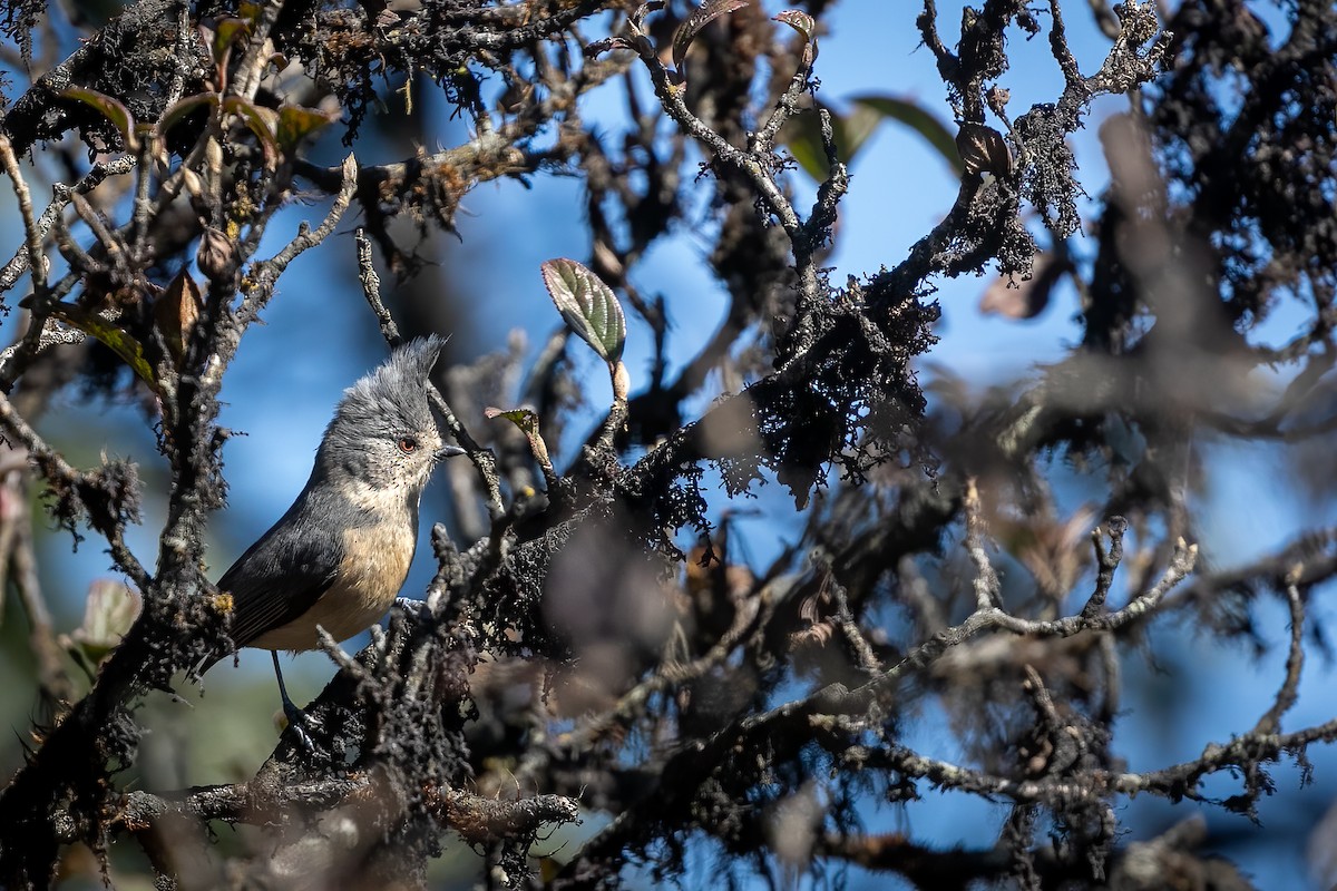 Gray-crested Tit - Anonymous