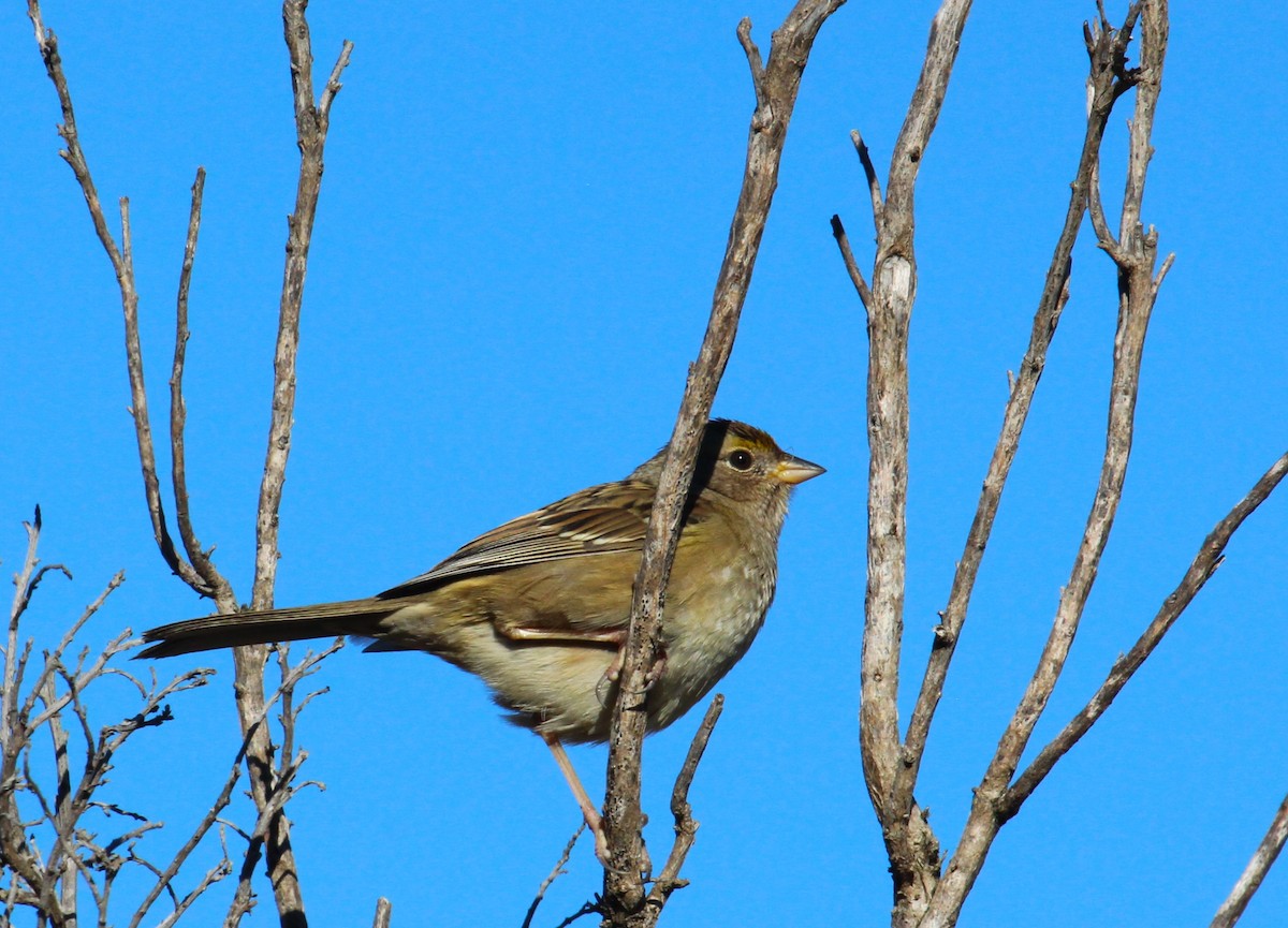 Golden-crowned Sparrow - ML611506453
