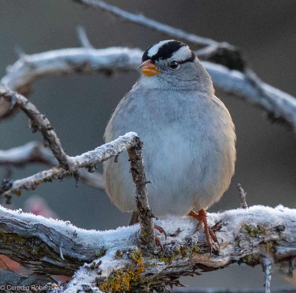 White-crowned Sparrow - ML611506585