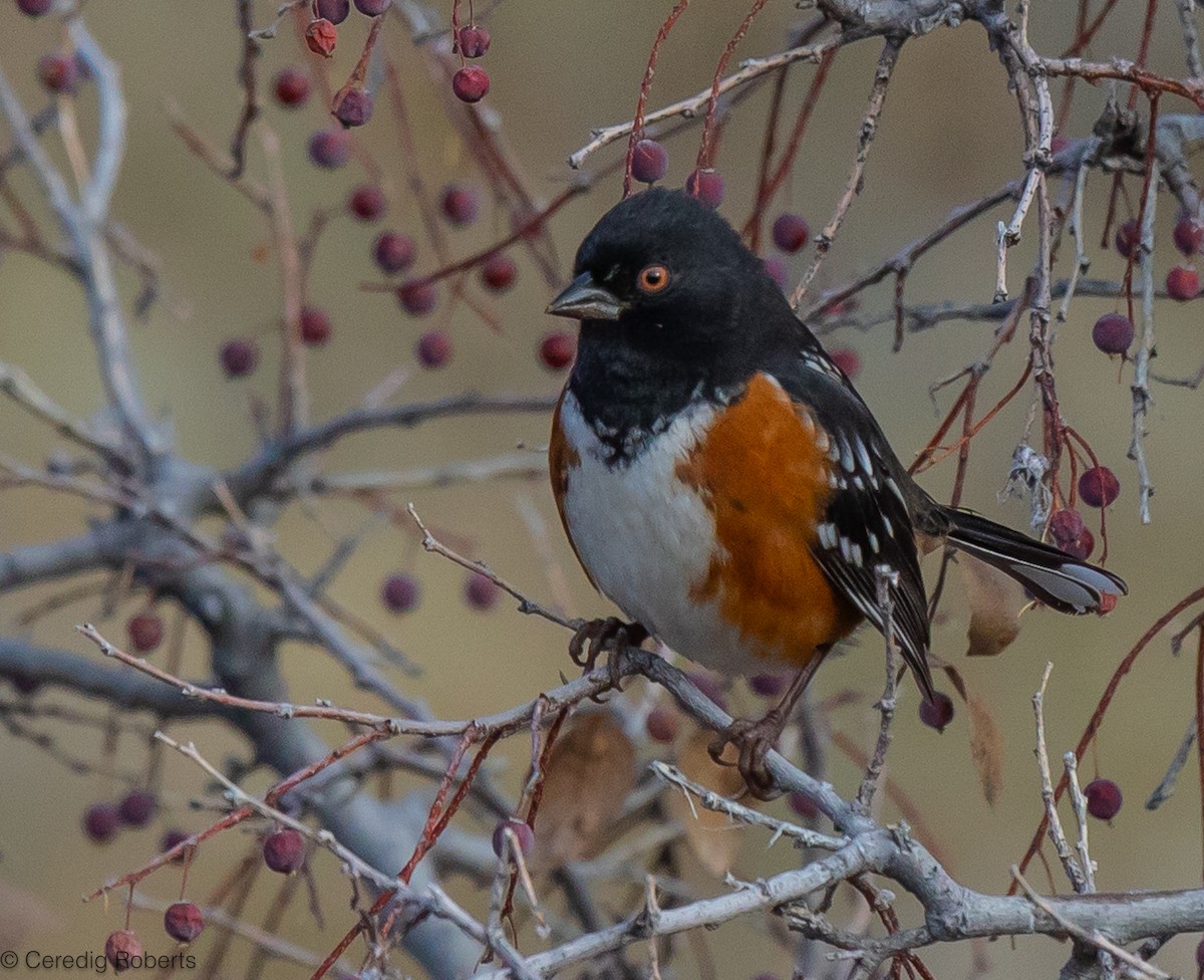 Spotted Towhee - ML611506587