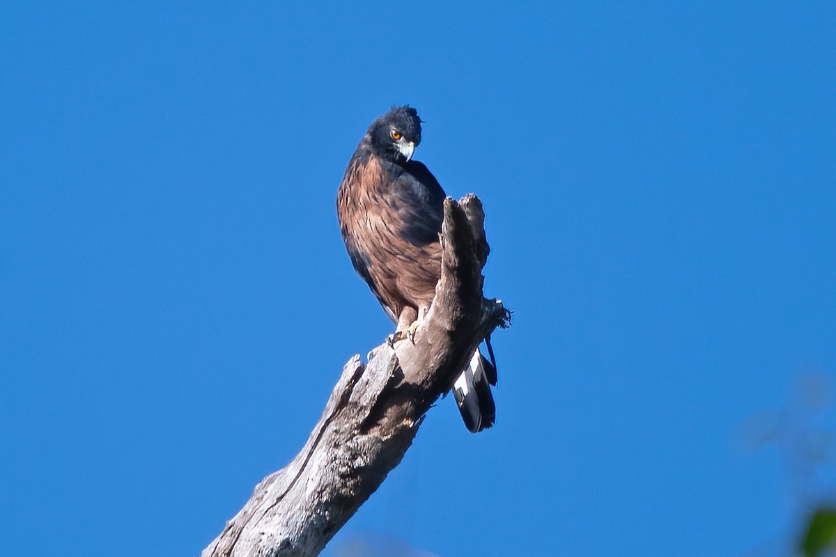 Black-and-chestnut Eagle - ML611506874