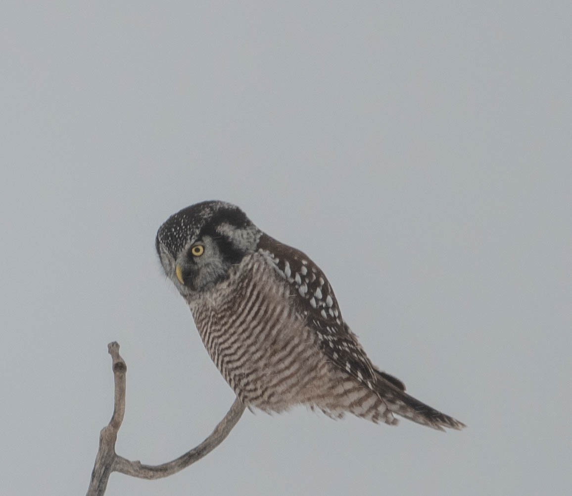 Northern Hawk Owl - ML611506906