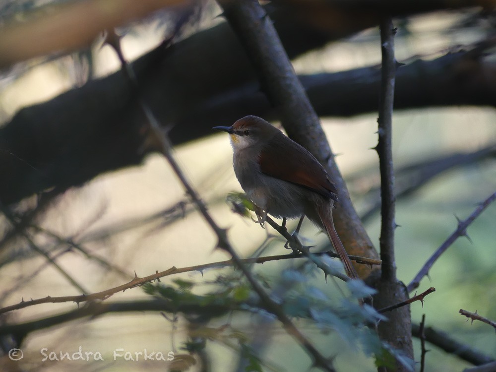 Yellow-chinned Spinetail - ML611506990