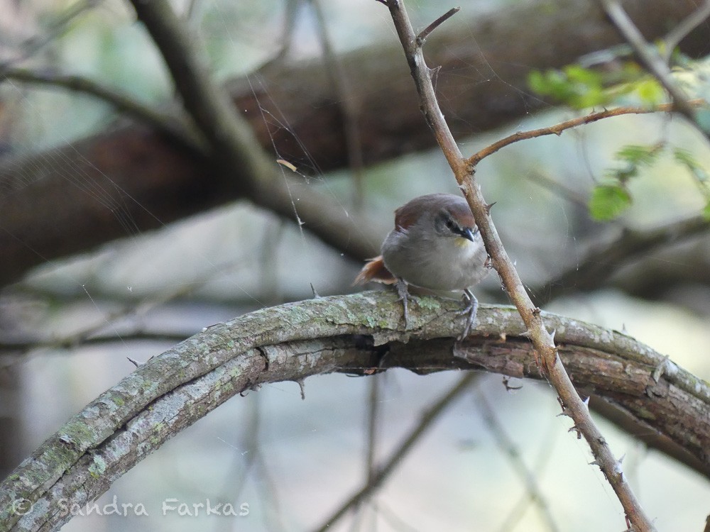 Yellow-chinned Spinetail - ML611506991
