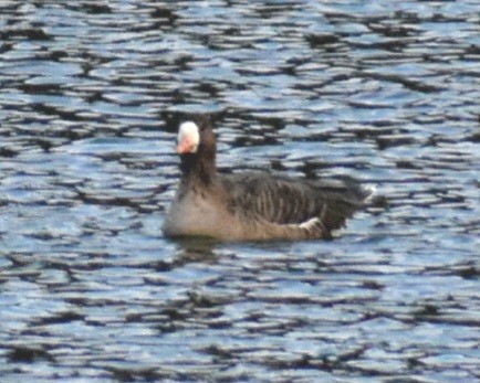Greater White-fronted Goose - Annabelle  Foos