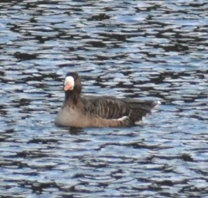 Greater White-fronted Goose - ML611507081