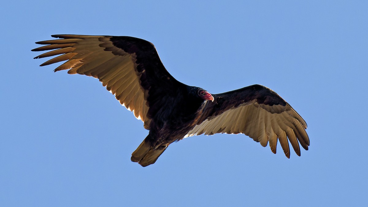 Turkey Vulture - ML611507086