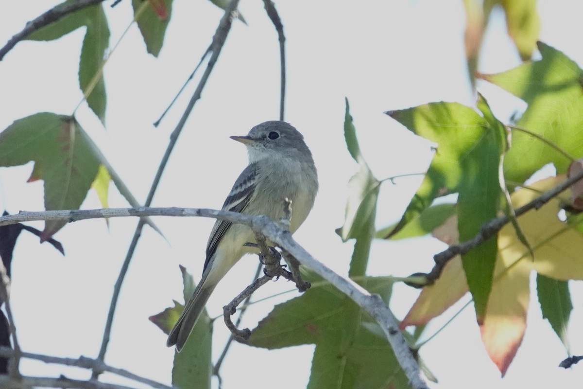 ebird-checklist-23-nov-2023-balboa-park-northeast-morley-field