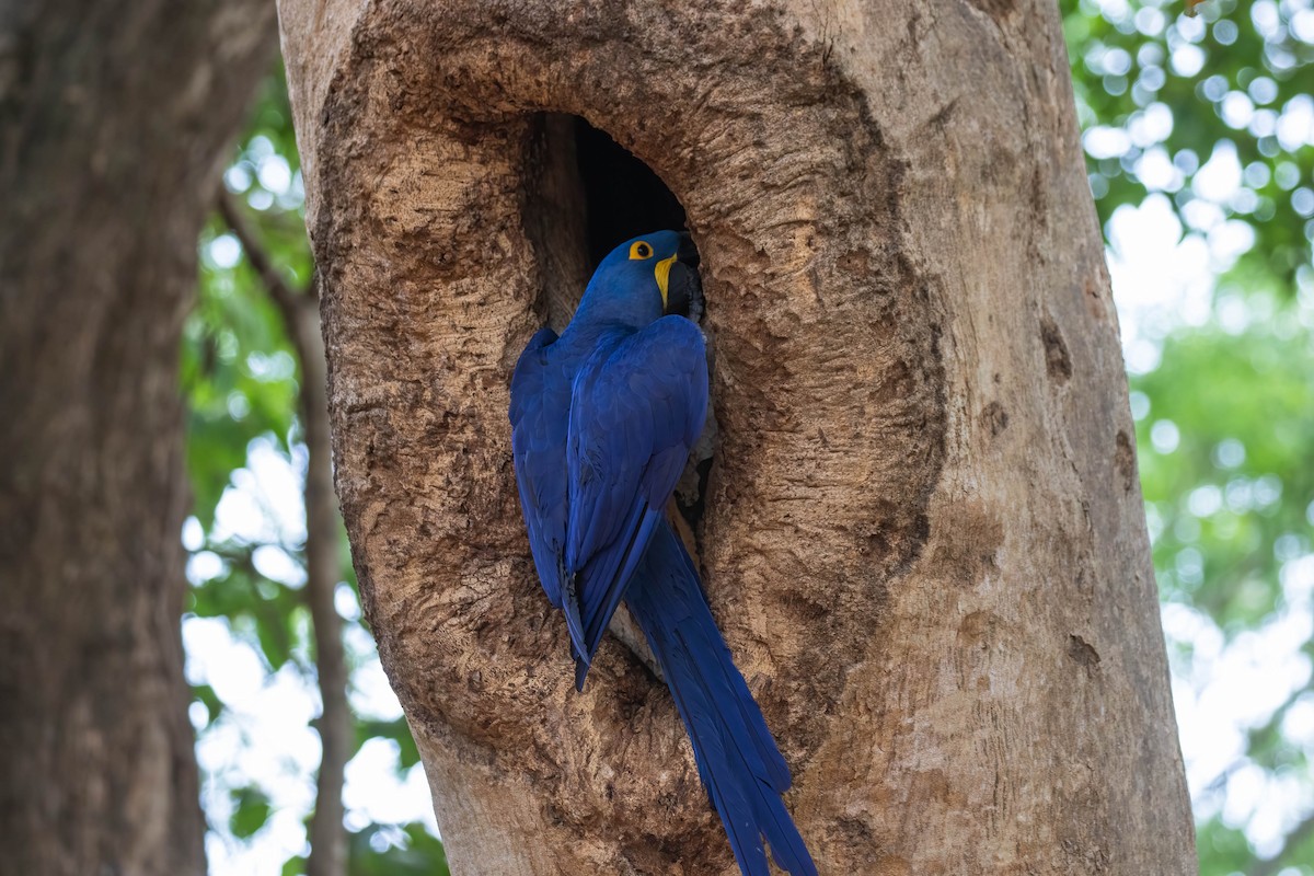 Hyacinth Macaw - Donald Schneider