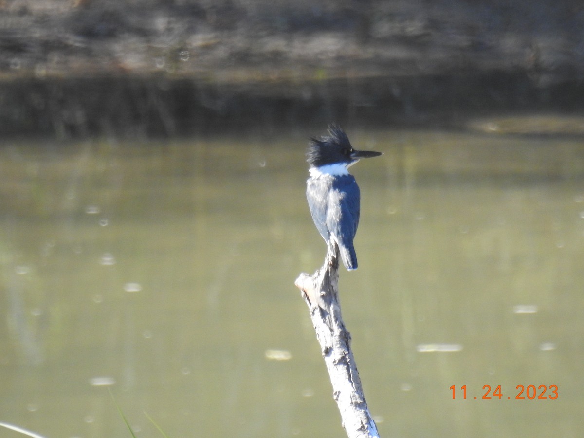Belted Kingfisher - ML611507474
