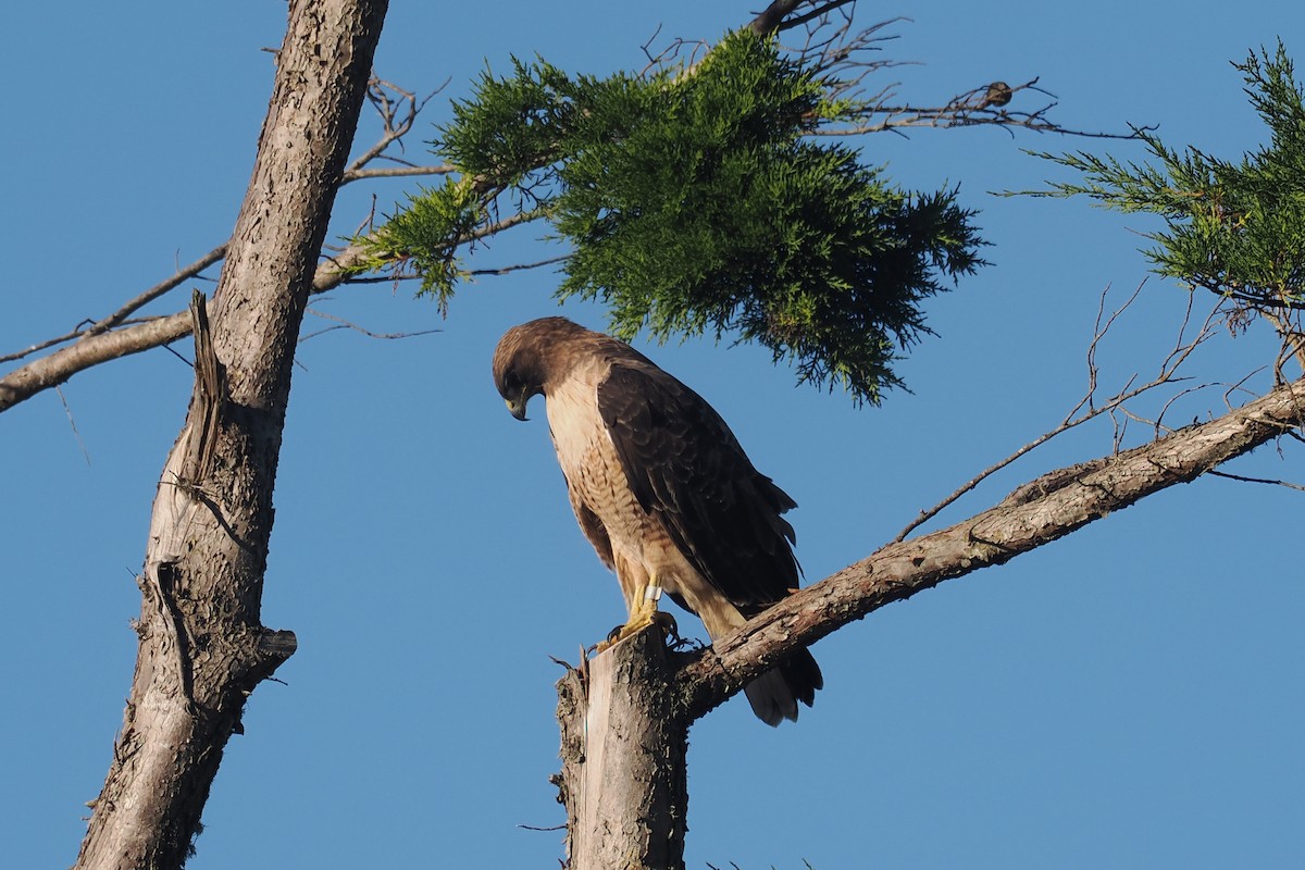 Red-tailed Hawk - ML611507628